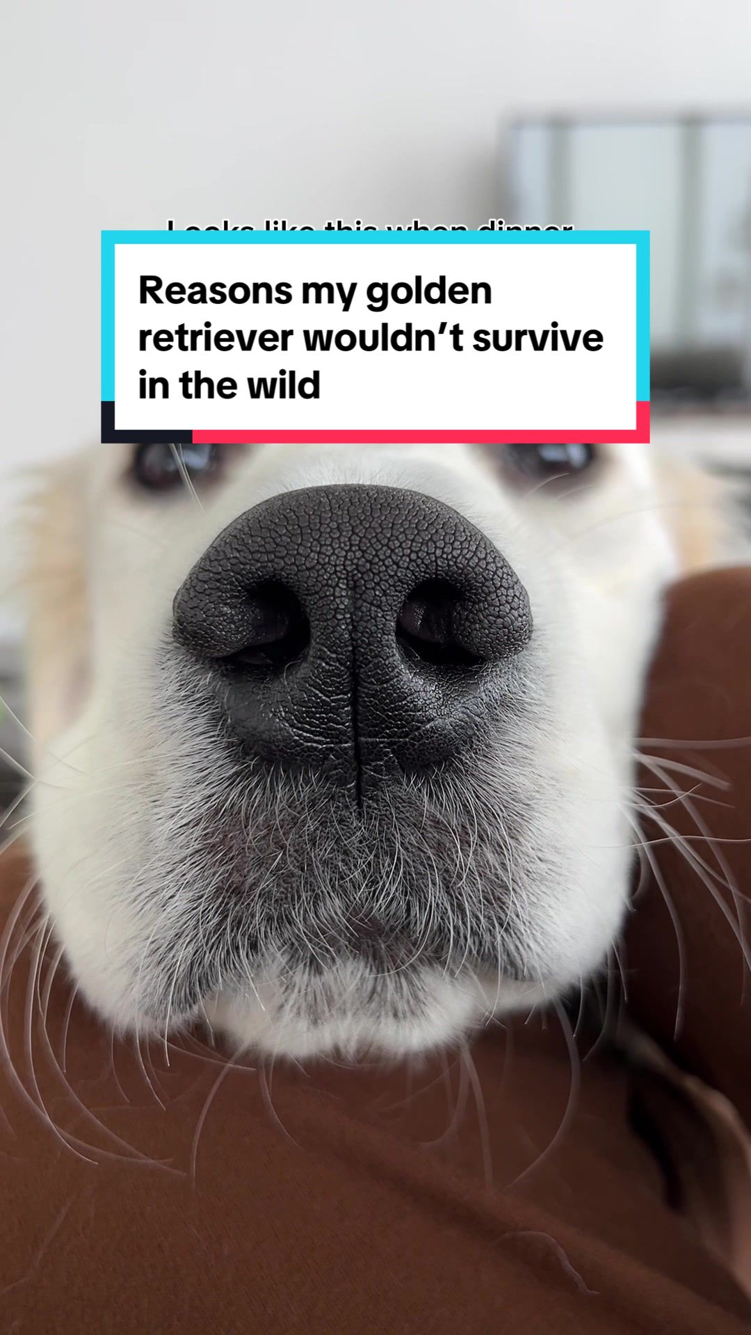 TikTok post by @romeosrufflife for Uahpet Shop US. Caption reads: [...] #creatorsearchinsights @uahpet@Uahpet Shop....