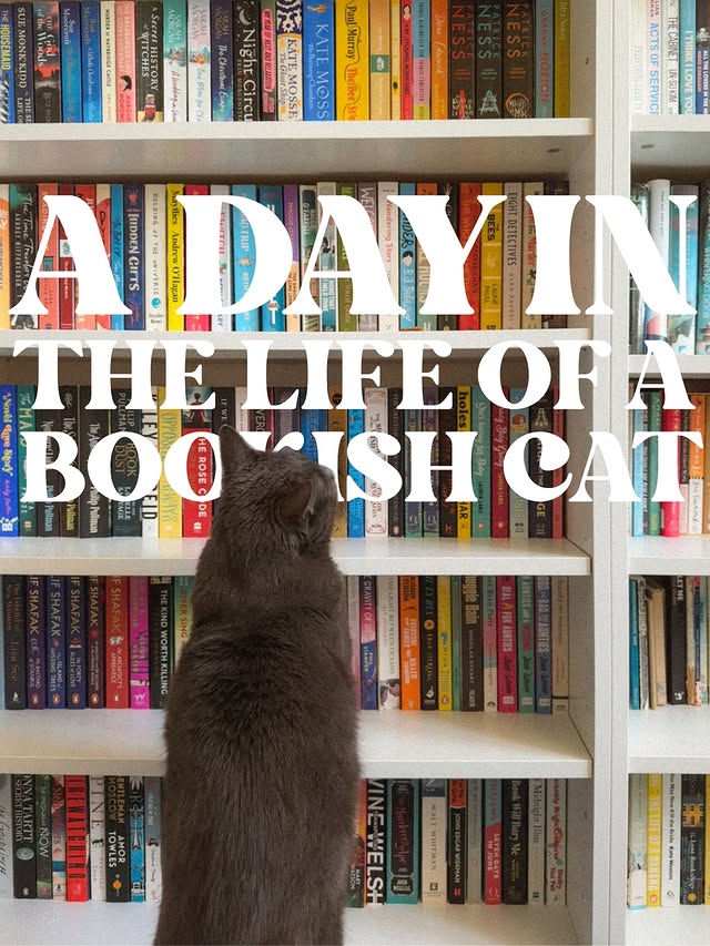 Instagram post by @amysbookshelf for KatKin. Caption reads: [...] buddy, I have switched his food to....