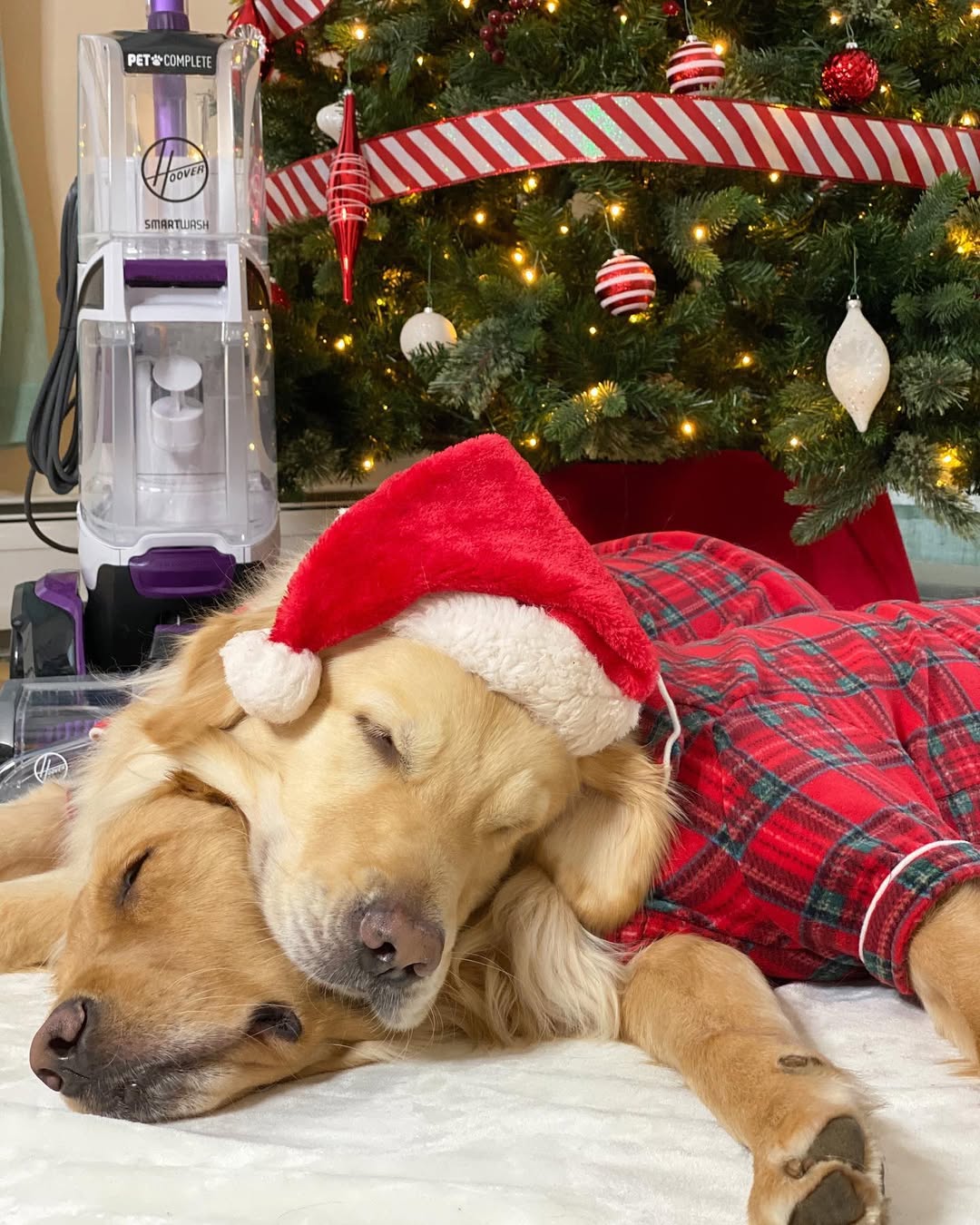 Instagram post by @themgoldenboys for Hoover Vacuums. Caption reads: ‘Tis the coziest time of year ✨
•
•
#ad Pet....