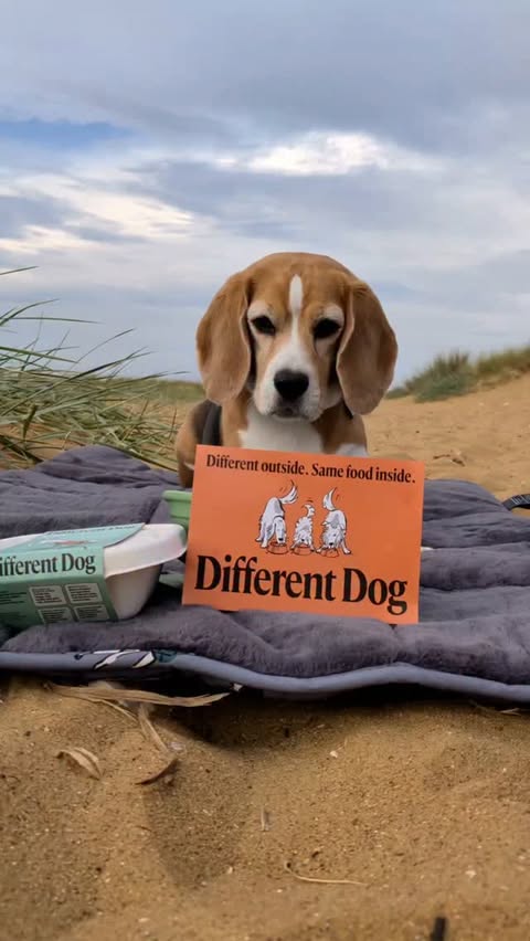 Instagram post by @miss_bloss_the_beagle_boss for Different Dog. Caption reads: [...] my head when mum dishes up my @differentdog....