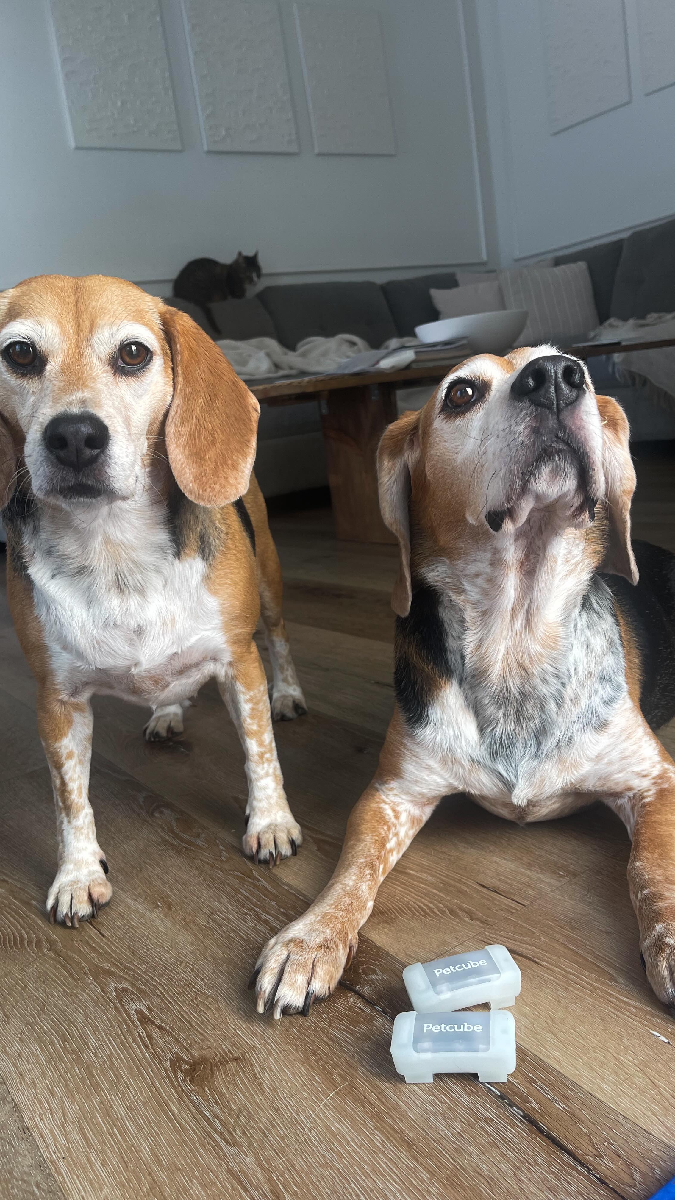 Instagram post by @cabeagles for Petcube. Caption reads: Our adventures just got smarter with @petcube GPS....