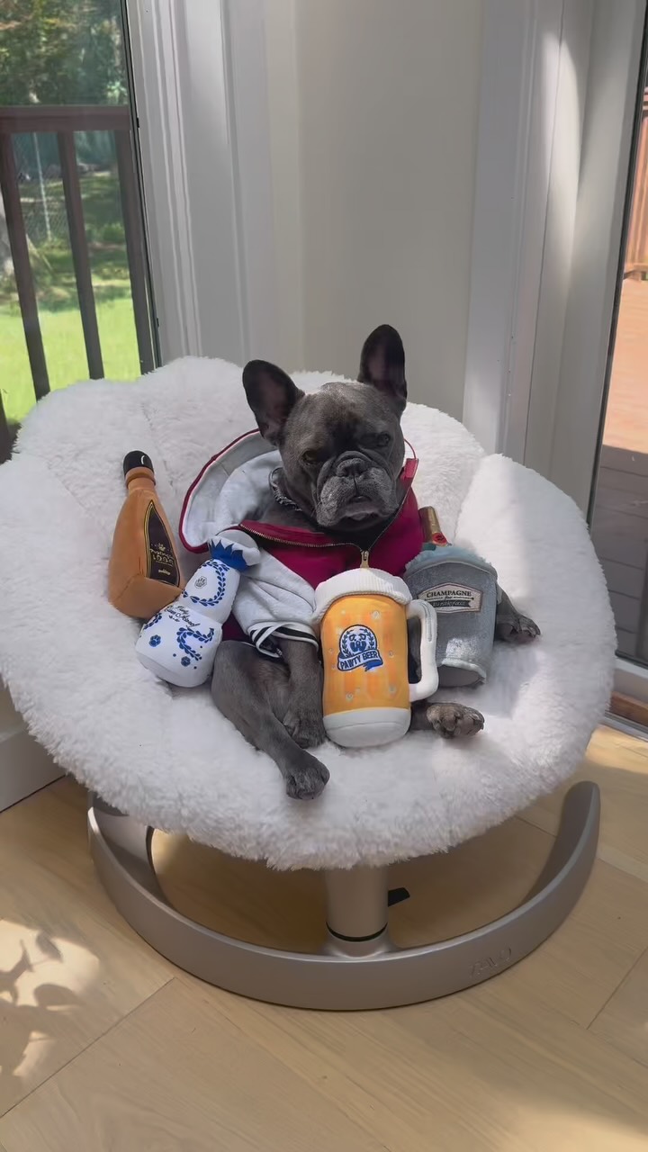 Instagram post by @winstonthefrenchiee_ for iRobot. Caption reads: Everyone loves to throw a party but hates the....