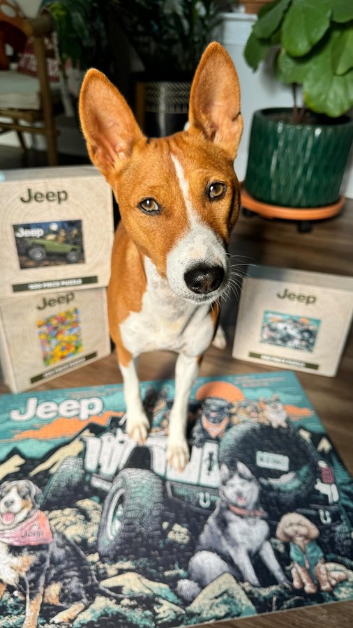 Instagram post by @basenji_feenix_arizona for JEDCo. Caption reads: [...] TO use it 🤣. Also , how cool are these....