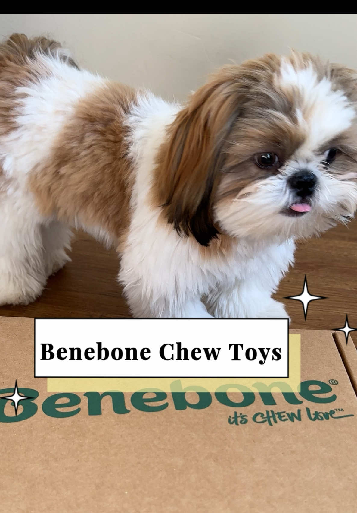 TikTok post by @chester.shihtzu for Benebone. Caption reads: [...] “not interested” to “can’t let go” 😂....