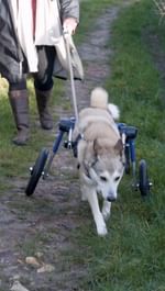 Instagram post by @maggiethewunderdog for YuMOVE. Caption reads: Phoenix, a survivor of a devastating blast in....