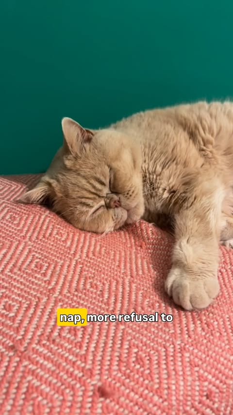 Instagram post by @theunmumsymum for KatKin. Caption reads: [...] a year since we switched Frank to....