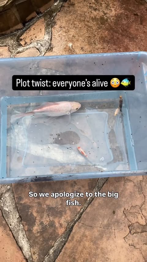 Instagram post by @pattipao1 for PetSmart. Caption reads: Update no one saw coming…
Eric the Koi and both....