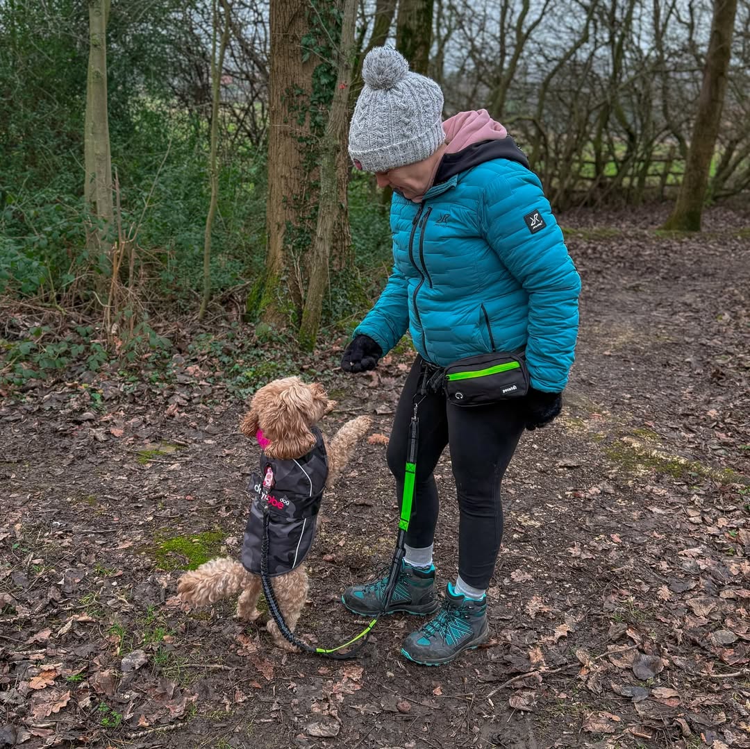 Instagram post by @bellathecavapoo20 for Pecute. Caption reads: [...] trying out my new handsfree lead from....