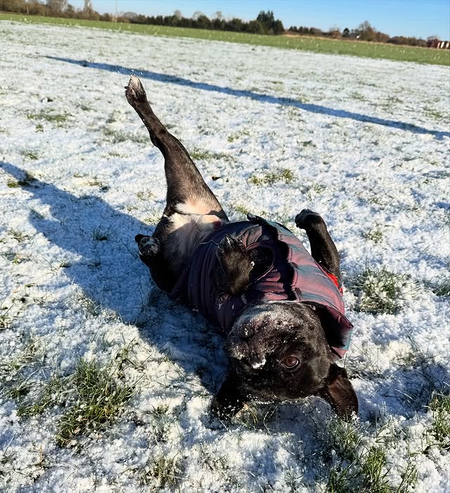 Instagram post by @louie_toes_frenchie for Spark Paws. Caption reads: [...] Water-Resistant Jacket - Cosmic from....
