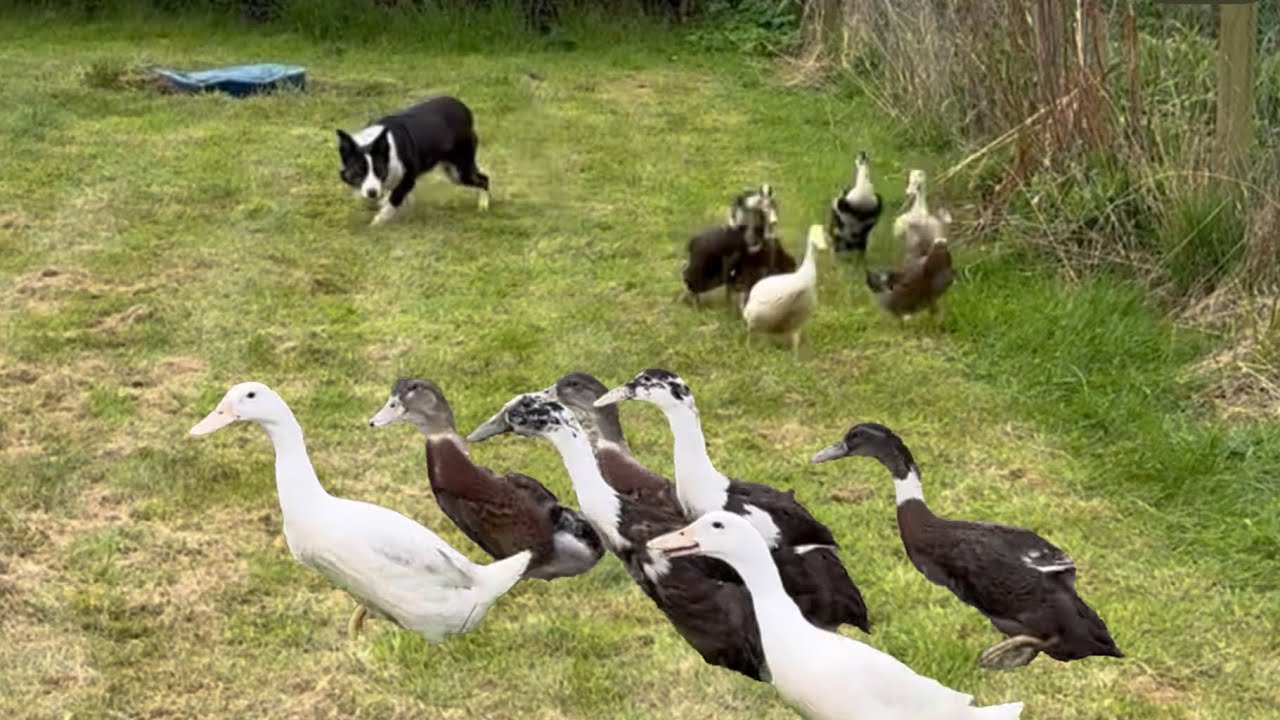 YouTube post by @seanthesheepman5845 for gimmeswag. Caption reads: Amazing sheepdog learns to herd ducks for the....