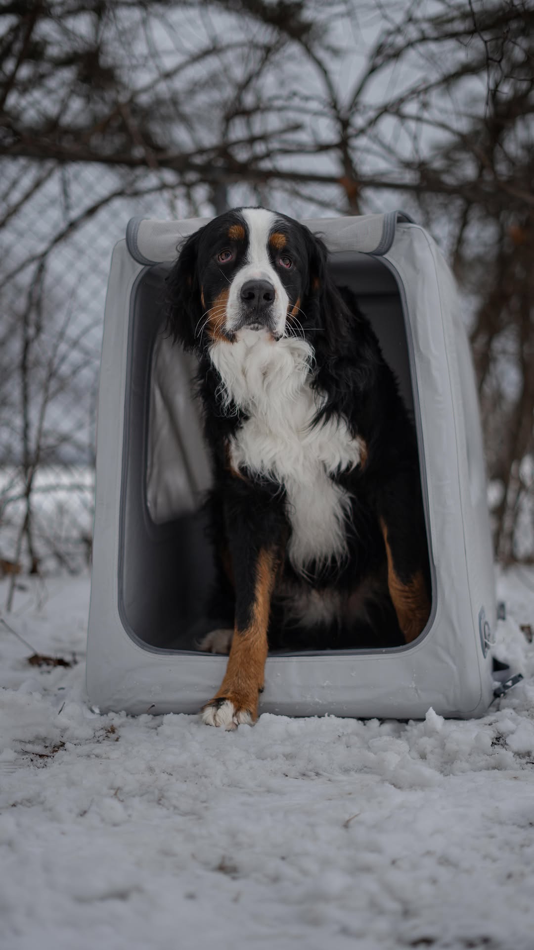Instagram post by @finn_thebern for Diggs. Caption reads: [...] travel kennel 🧳 the Enventur from @diggspet....
