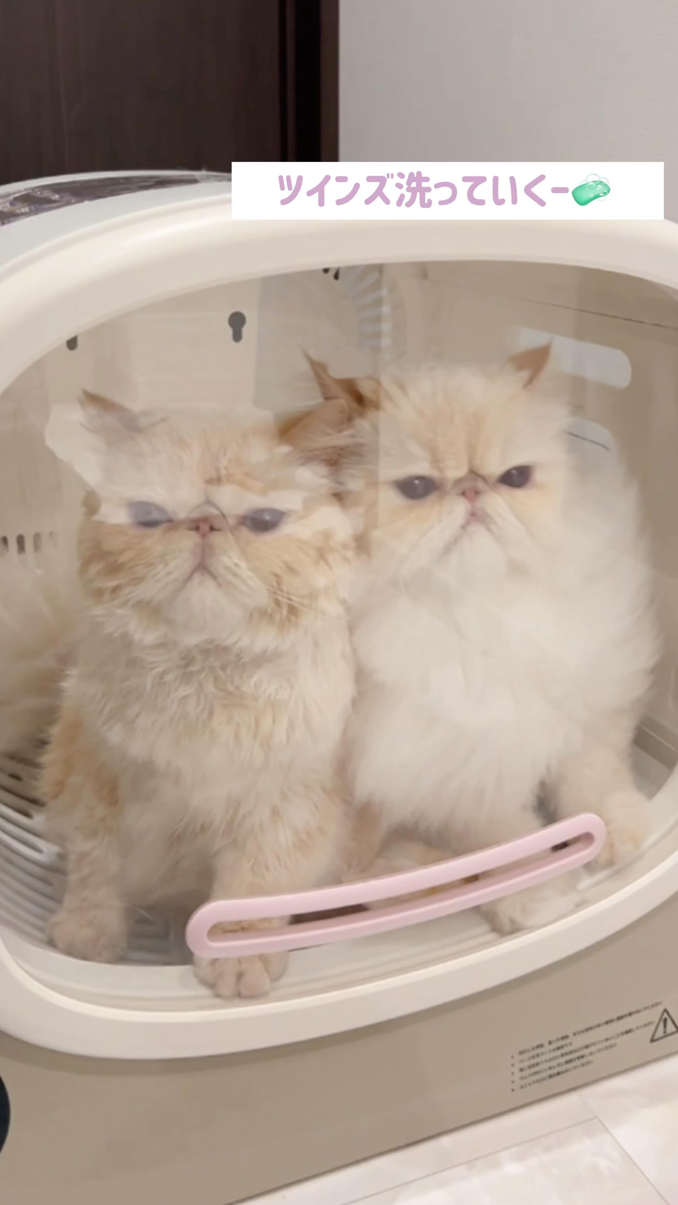 Instagram post by @boogoya6 for PetSnowy. Caption reads: 双子シャンプーをサクッと☁️☁️ˎˊ˗ PetSnowyさまの....