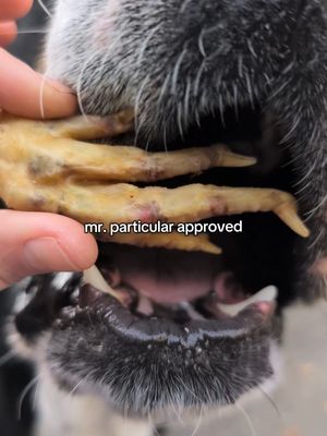 TikTok post by @kels.oconnor for King Lou. Caption reads: [...] #dogchew #dogsoftiktok #bigdog @King Lou.