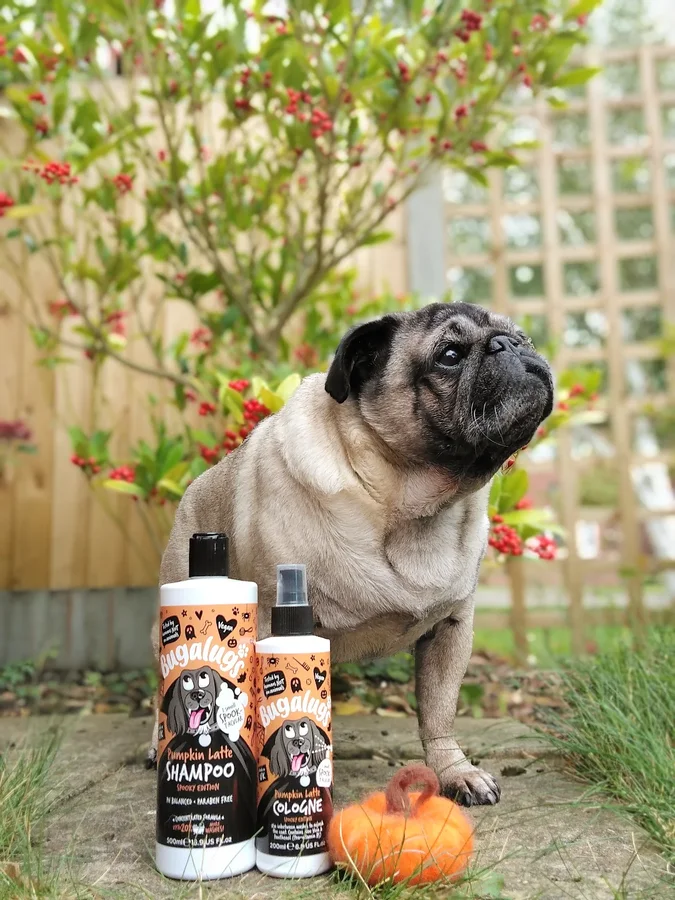 Instagram post by an influencer for Bugalugs Pet Care. Caption reads: [...] be sure to get to know @bugalugspetcare . .....