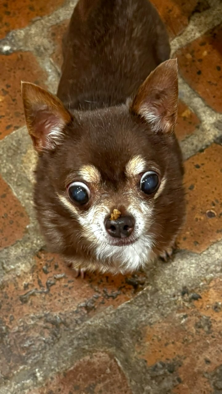 Instagram post by @tinahassomethingonhernose for JustFoodForDogs. Caption reads: You all know Tina has been battling with GI issues....