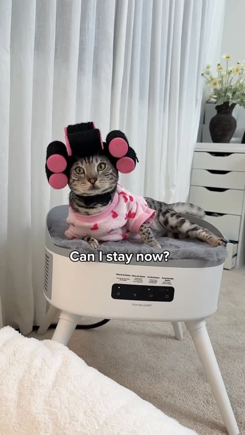 Instagram post by @heyitsgingerandpepper for Homerunpet. Caption reads: [...] the warmest spot in the house....