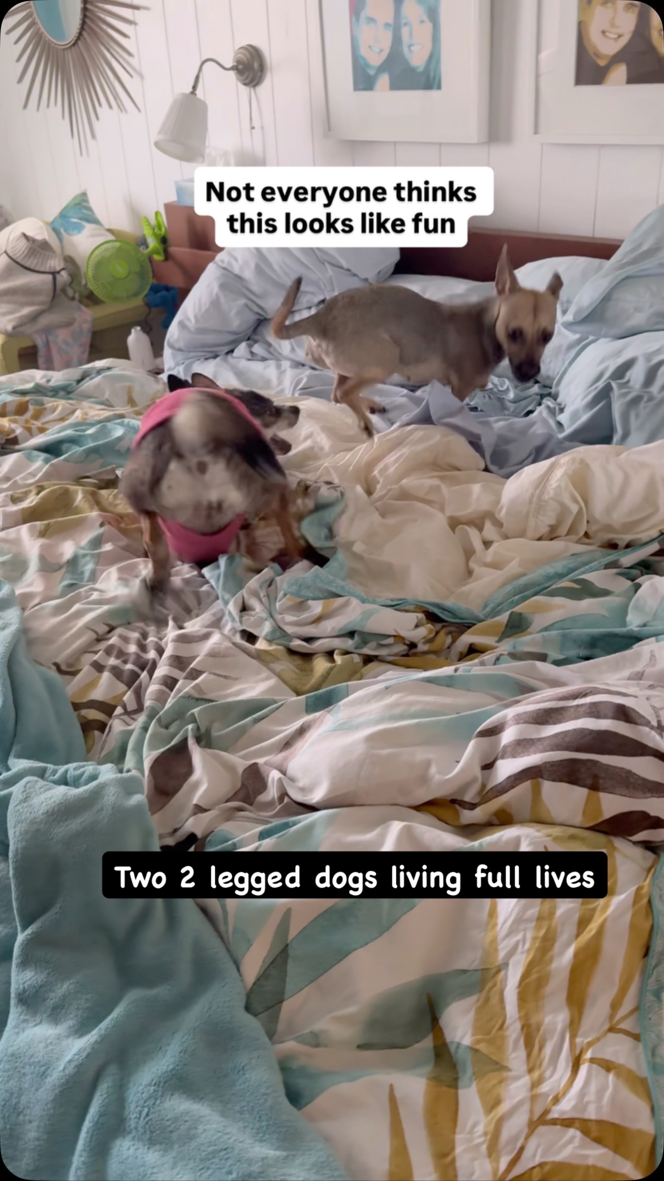 Instagram post by @amira.amiracle for WeRateDogs. Caption reads: Charlie has no time for this “dog” Tom Foolery,....