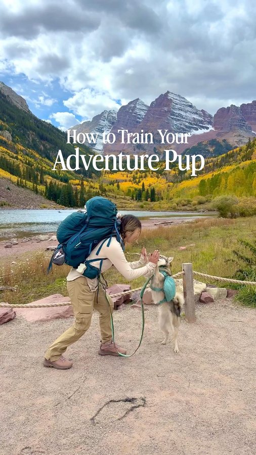 Instagram post by @astridthekleekai for Pupford. Caption reads: What do you do with a dog who’s perfectly obedient....