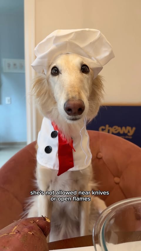 Instagram post by @cleolonglegs for Chewy. Caption reads: [...] it’s no wonder it’s snoot approved! @chewy....
