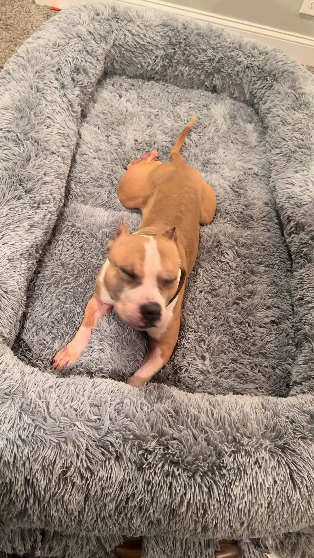 TikTok post by @nellandbando for Lesure Pet. Caption reads: We stay in our Lesure bed ❤️🤌🏾@Lesure Pet....