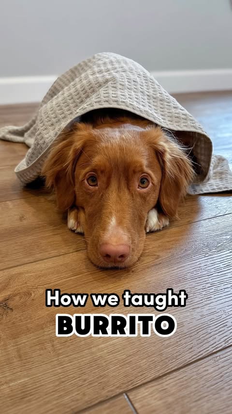 Instagram post by @hickory.dickorydog for Open Farm Pet. Caption reads: Here’s how we taught BURRITO 🌯 

This is such a....
