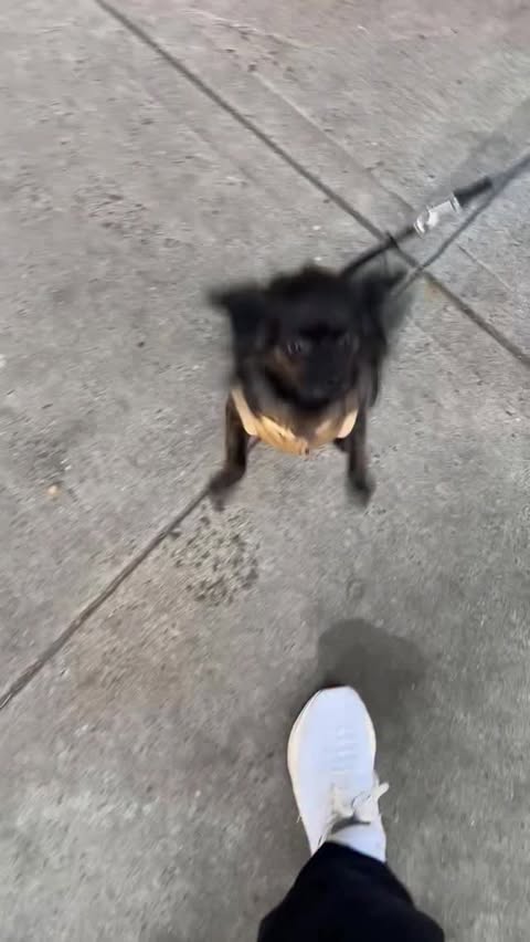 Instagram post by @closefriendjak for Earth Rated. Caption reads: [...] will be getting a puppuccino, but....