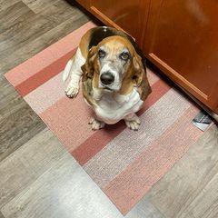 Instagram post by @lucky_bassethound for Chilewich. Caption reads: We love new rug from @chilewich 
It's perfect for....