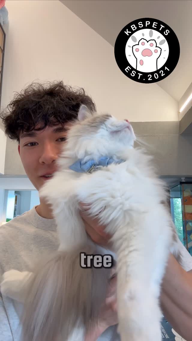 Instagram post by @marioandmofu for KBSPETS. Caption reads: #gifted Make sure to check out @kbspets for the....