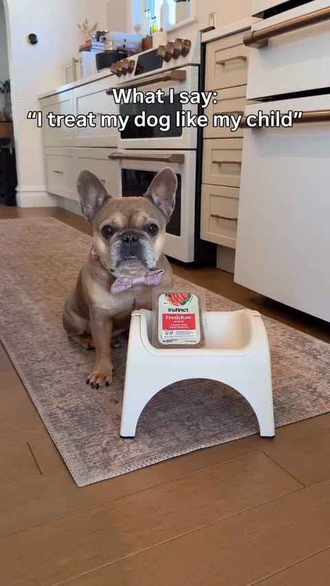 Instagram post by @tungstenfrenchie for Instinct Pet Food. Caption reads: [...] him Instinct FreshRaw Meals from....