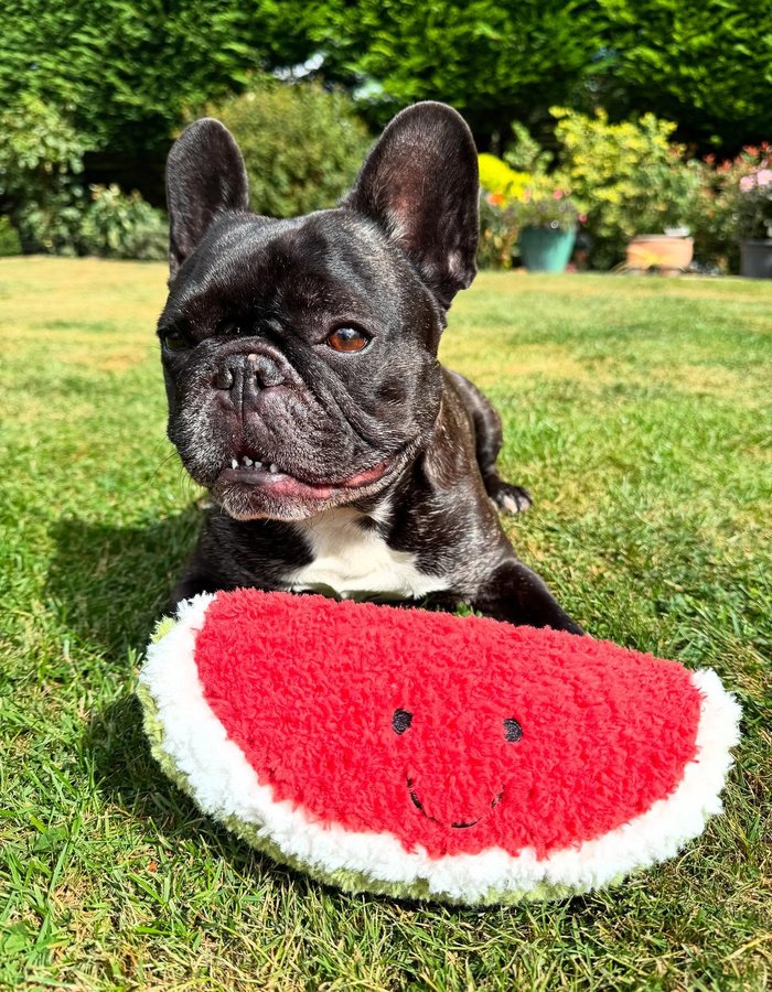 Instagram post by @louie_toes_frenchie for Happy Tails Hampers. Caption reads: [...] & my watermelon plush toy 🍉 from....