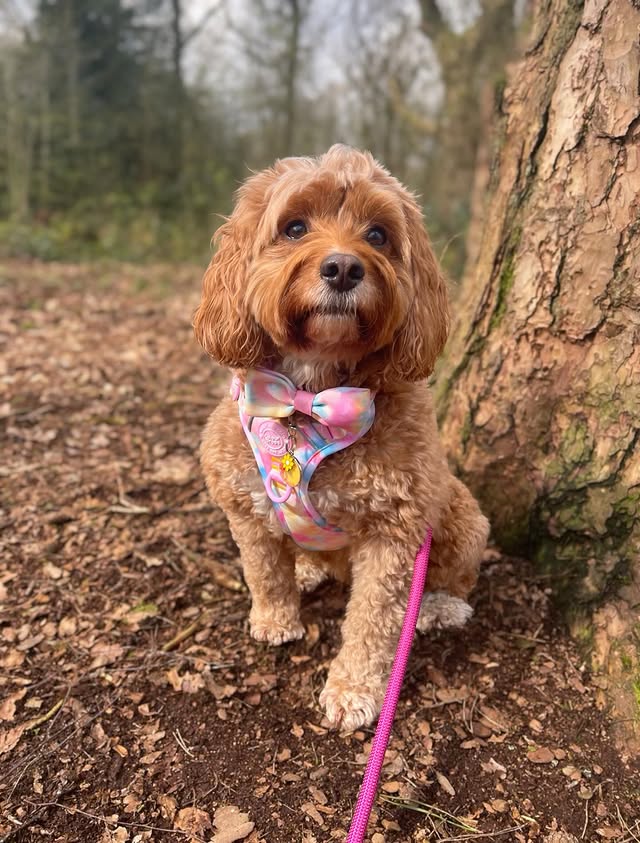Instagram post by @doodling_with_mabel for Bailey and Coco. Caption reads: [...] collection Candy Floss @baileyandcocouk 🍭....