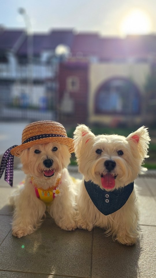 Instagram post by @lomodoggies for Zesty Paws. Caption reads: 💛 Daily boost with @zestypaws.sg Allergy & Immune....