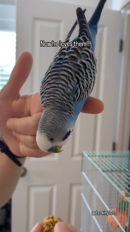 Instagram post by @darwinpluto for Lafeber Pet Birds. Caption reads: Yum! Darwin was so excited to receive El Paso....