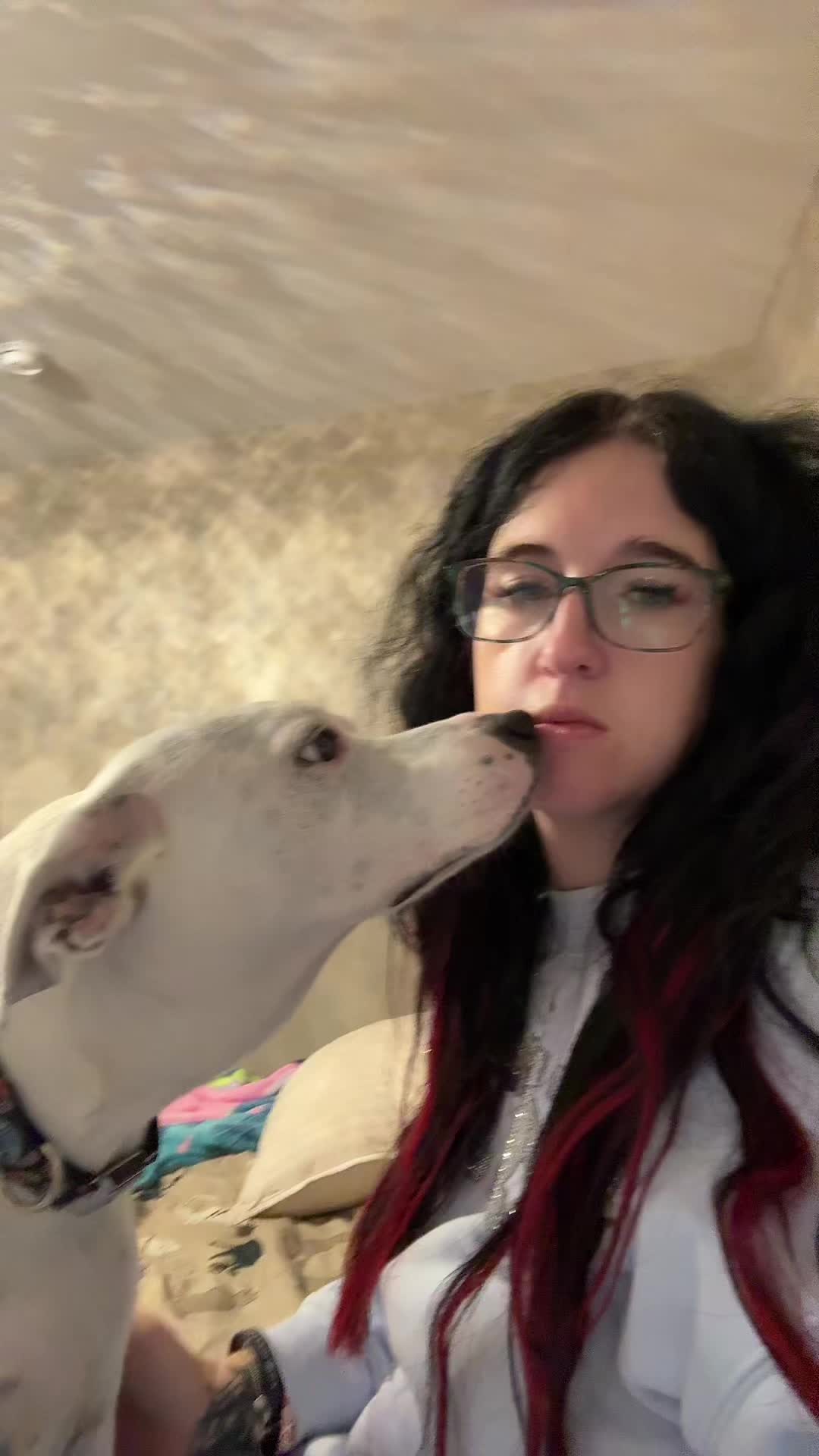 TikTok post by @amyjackson9213 for Plufl. Caption reads: [...] pet bedding?!? What sorcery is this?!?....