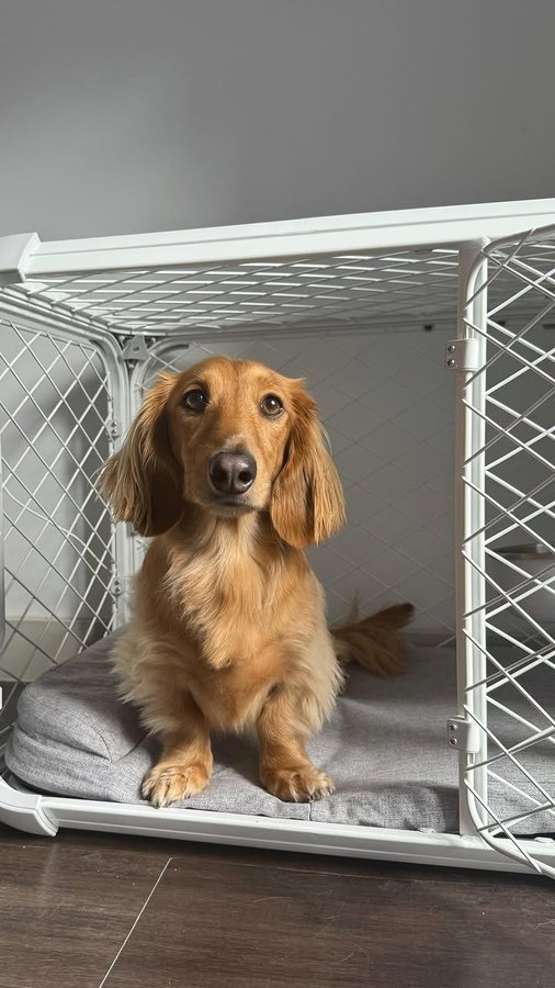 Instagram post by @roostertheweenie for Diggs. Caption reads: finally upgraded the weenie hut junior💭💭

thank....