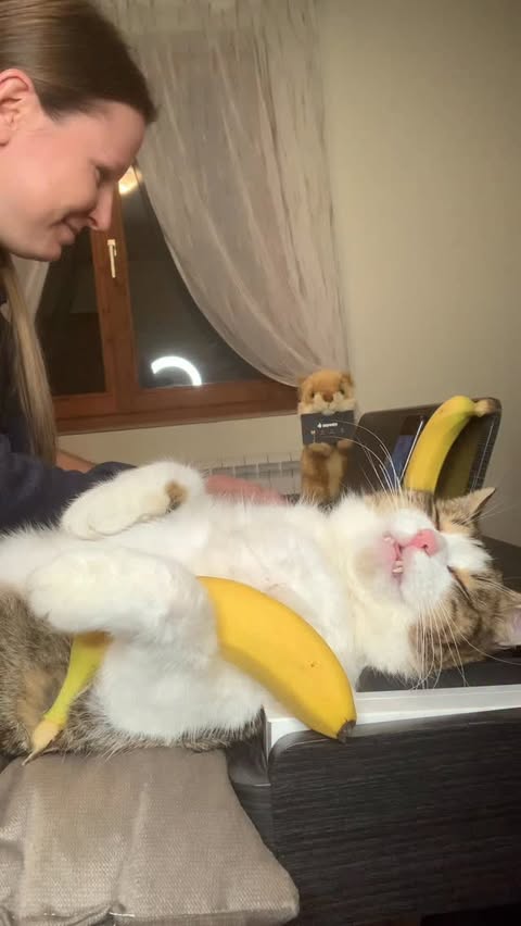 Instagram post by @pianists_mariana.dimcho for DonnerMusic. Caption reads: Bananas in Pyjamas (kids cartoon) 
on....