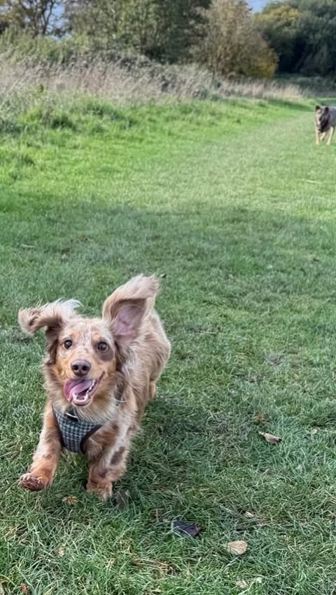 Instagram post by @aminipotato for Tractive. Caption reads: Looking for a gift? Introducing @tractive 🐾....