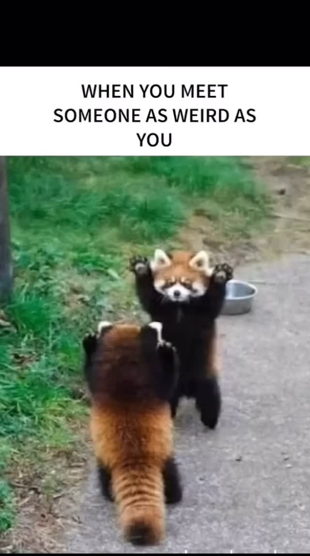 Instagram post by @red_panda_loverss for Bored Panda. Caption reads: Weird friends are the soulmates you never saw....