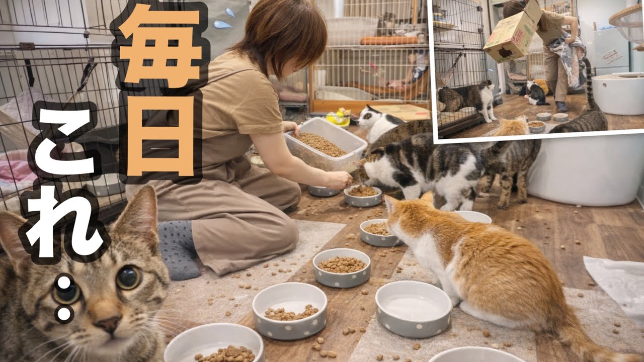 YouTube post by @urun for nosh. Caption reads: 🐈Special collaboration coupon from nosh x Urun....