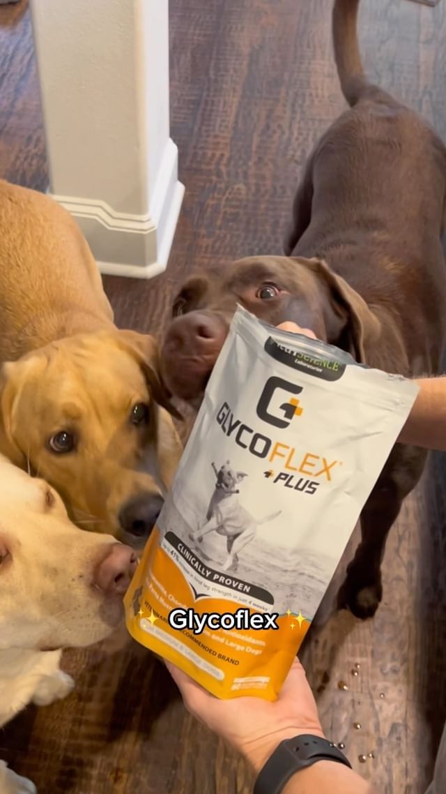 Instagram post by @tankthebrownlab for VetriScience. Caption reads: Keeping my pups active and happy starts with....
