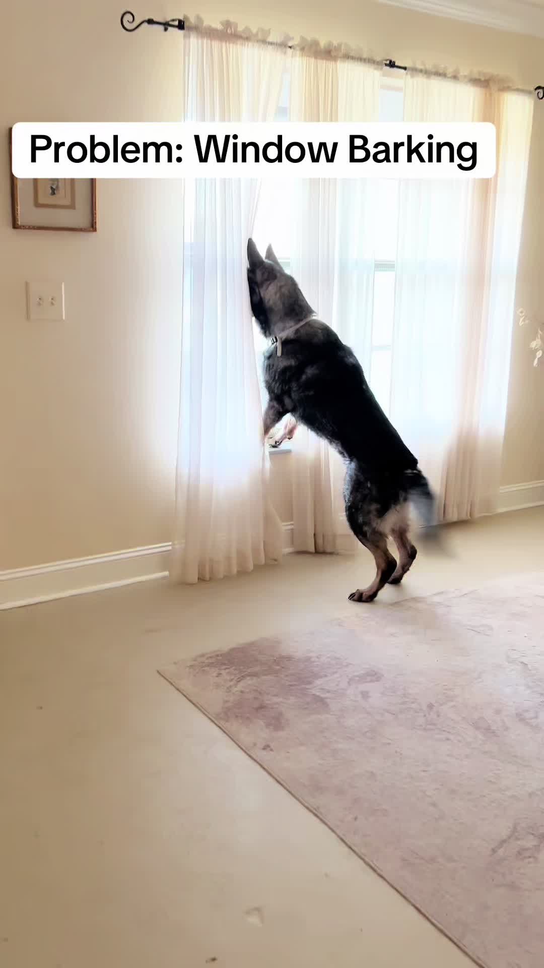 TikTok post by @mosesandtwolegger for Jugbow. Caption reads: [...] every day thanks to this collar. @Jugbow US....