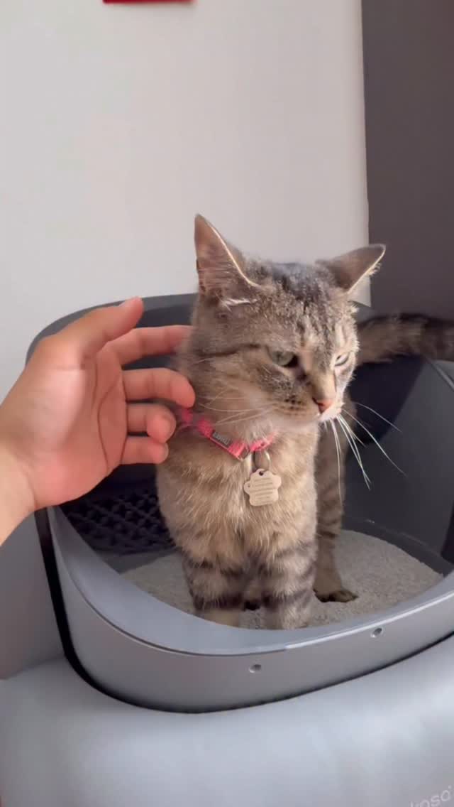 Instagram post by @bellabellarda for Neakasa. Caption reads: Comment “Litter” and we will send you the link on....