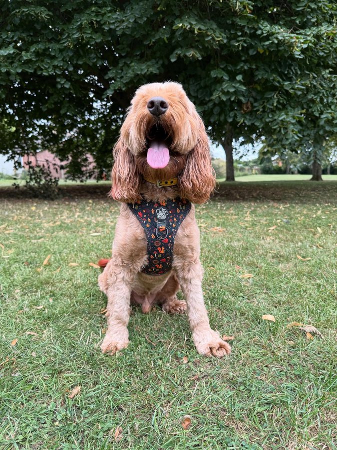 Instagram post by @iamwoodythecockapoo for Hello Beenie. Caption reads: [...] of the pile….

“Woodland Wonderland”....