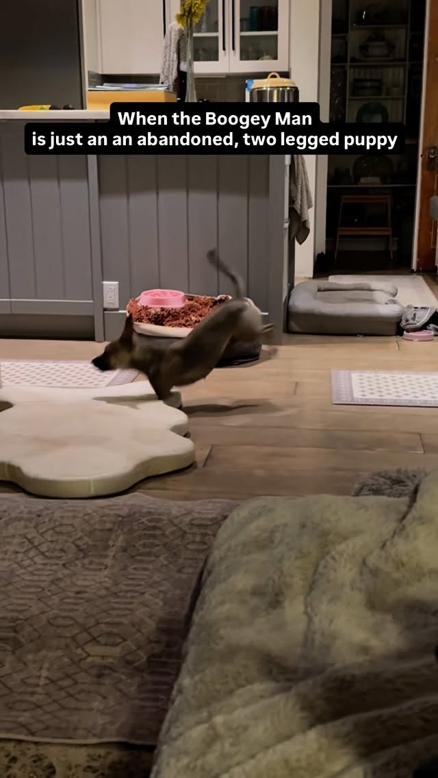 Instagram post by @amira.amiracle for WeRateDogs. Caption reads: Here at @amira.amiracle we take in the special....