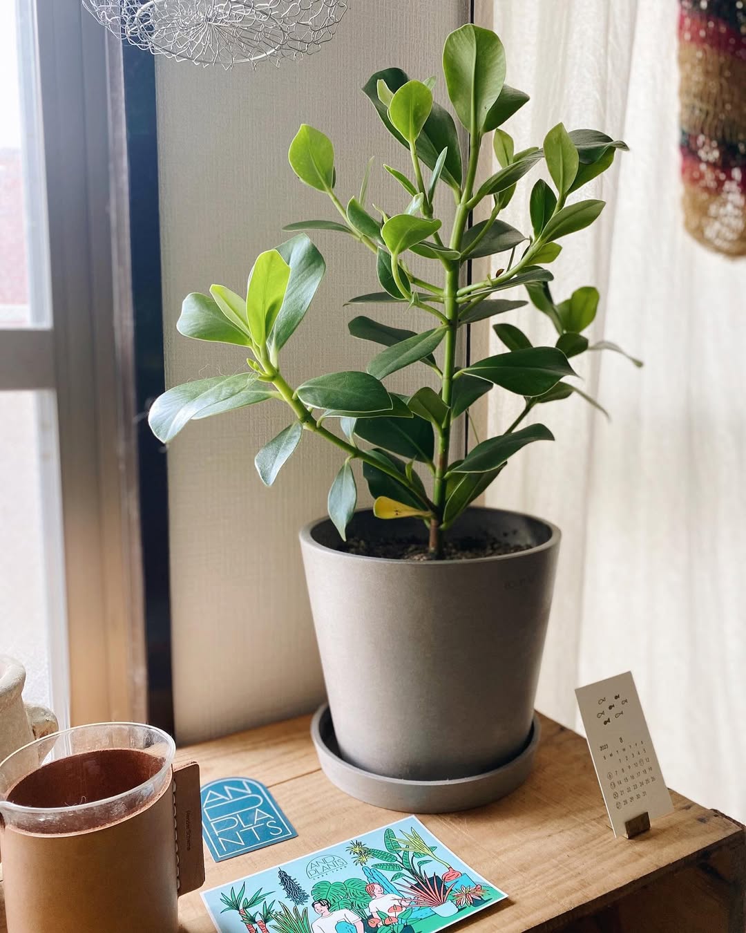 Instagram post by @______halna for AND PLANTS. Caption reads: Sep.6

新しい観葉植物をお迎えした🪴
クルシア・ロゼア・プリンセスという品種で
丸い葉っぱが....