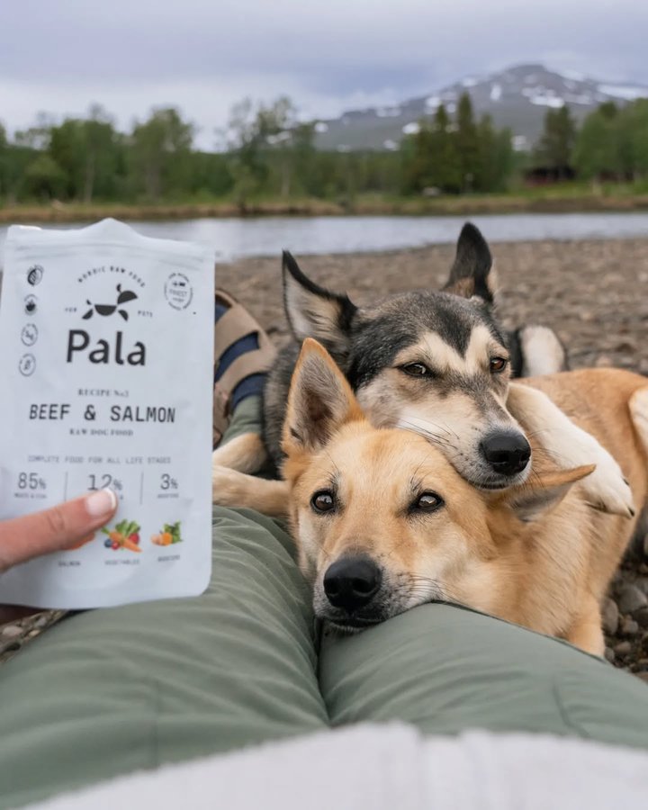 Instagram post by @simplysarek for Pala Pets. Caption reads: Get ready for summer adventures! 😍

I love giving....