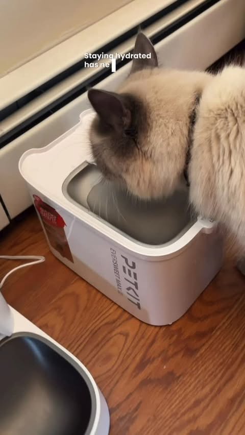 Instagram post by @cozynthewild for Petkit. Caption reads: [...] freshness and safety?

That’s why the....