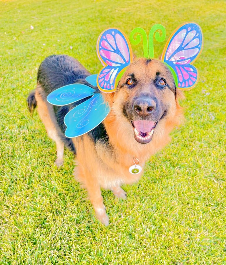 Instagram post by @leia_german_shepherd for Elago. Caption reads: [...] know exactly where I’m at. ✩ Thanks to....