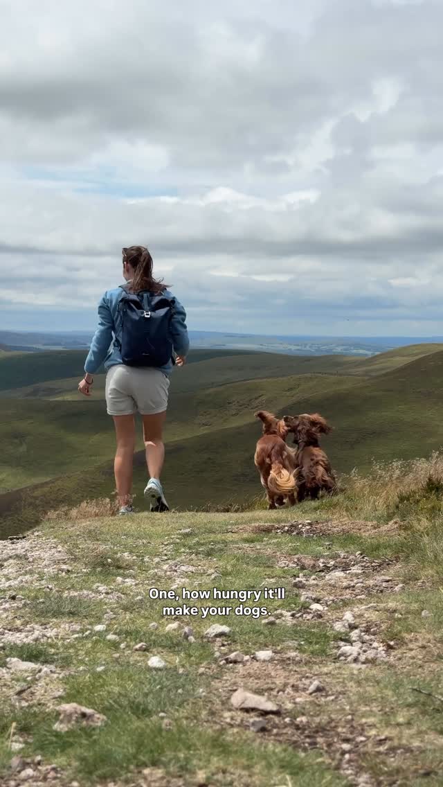 Instagram post by @theedinburghspaniels for Forthglade. Caption reads: ngl, number 4 surprised me the most! ⛰️

I....