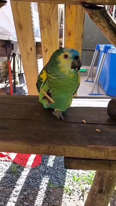 Instagram post by @gigiagostinok for ForMe Tips. Caption reads: Desayuno con Pepe 🦜Crackers
#molinosfm #crackers....